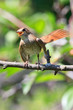 Luscinia luscinia, Thrush Nightingale