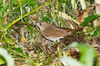 Luscinia luscinia, Thrush Nightingale