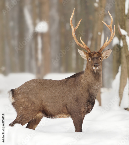 Photo: Deer Deer