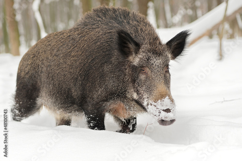 Photo: Wild boar Wild boar