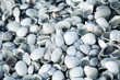 Muschelsand