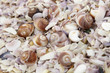 muschelsand