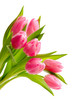 Tulpen