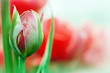 bud of a red tulip