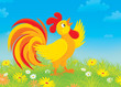 Rooster crowing on a field with flowers