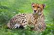 Photo: Cheetah resting on grass in zoo Cheetah resting on grass in zoo