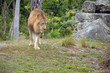 Captive King