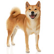Photo: Shiba Inu dog Shiba Inu dog