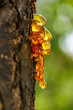 Resin drops  on a tree with sunlight