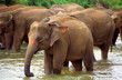 Photo: Elephant baby, Pinnewala, Sri Lanka Elephant baby, Pinnewala, Sri Lanka