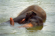 Foto: Elephant bathing, Pinnewala, Sri Lanka Elephant bathing, Pinnewala, Sri Lanka
