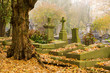Autumn morning
