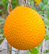 Gac fruit.