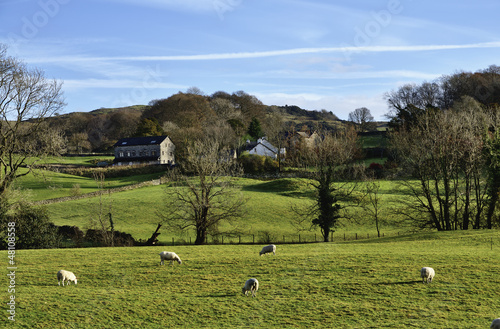 Photo: Sheep grazing in the Winster Valley, Cumbria Sheep grazing in the Winster Valley, Cumbria