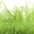 herbe