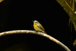 female hill blue flycatcher