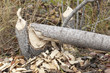 Work of a beaver