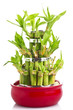 A lucky bamboo plant 