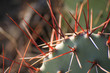 Foto: Cactus. Closeup with needles Cactus. Closeup with needles