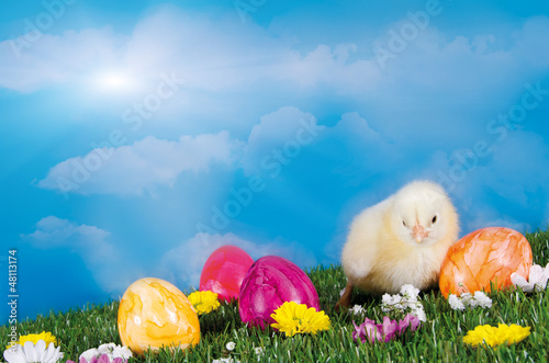 Photo: Küken mit Ostereiern auf Blumenwiese Küken mit Ostereiern auf Blumenwiese