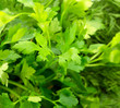 Photo: Parsley Parsley