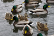 Mallard ducks