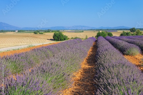 Photo: Lavendelfeld - lavender field 21 Lavendelfeld - lavender field 21