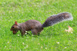 Foto: Grauhörnchen Grauhörnchen