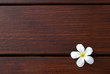 frangipani flower on wood texture background