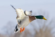 Drake Mallard