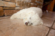 Photo: Sleeping Dog Sleeping Dog