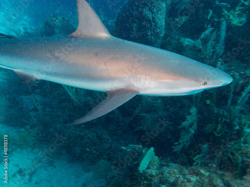 Photo: Caribbean reef shark (Carcharhinus perezi) Caribbean reef shark (Carcharhinus perezi)