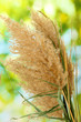 reeds on green background