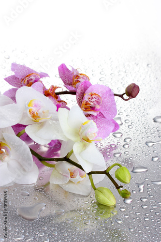 Photo: pink and white beautiful orchids with drops pink and white beautiful orchids with drops