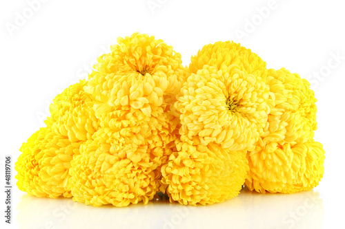 Photo: bright yellow chrysanthemums, isolated on white bright yellow chrysanthemums, isolated on white