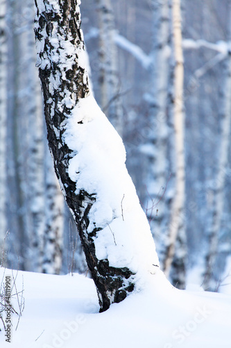 Photo: Winter birch forest. January Winter birch forest. January