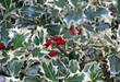 spiny leaves a Christmas Holly and red berries