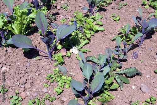 Photo: vegetable vegetable
