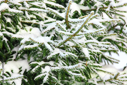Photo: fur-tree branches with snow fur-tree branches with snow