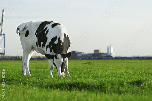 Photo: Black and white Holstein cow grazing Black and white Holstein cow grazing