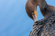 Cormorant Preening