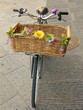 vintage bike with straw basket with flowers, Florence, Europe