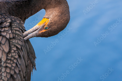 Photo: Cormorant Preening Cormorant Preening