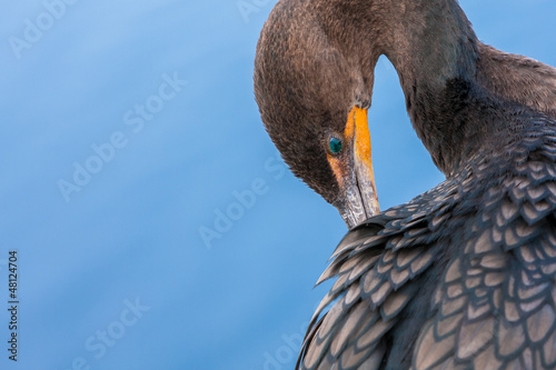 Photo: Cormorant Preening Cormorant Preening