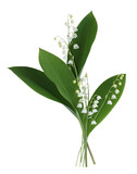 Lily of the valley