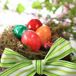 Osternest mit Frühlingsblumen auf weiss