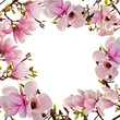 Spring: Magnolia tree blossoms