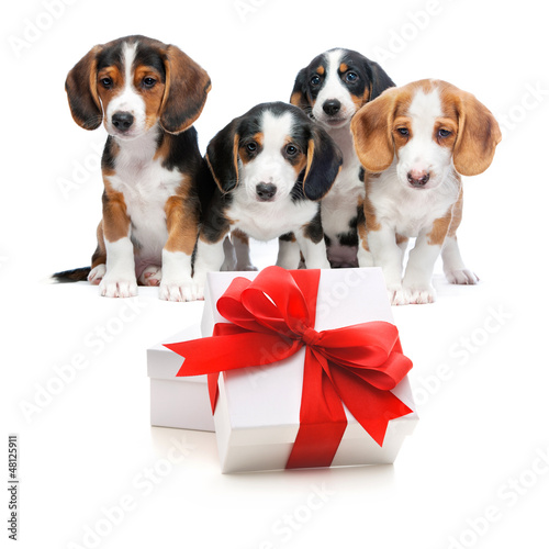 Photo: Party dogs Party dogs