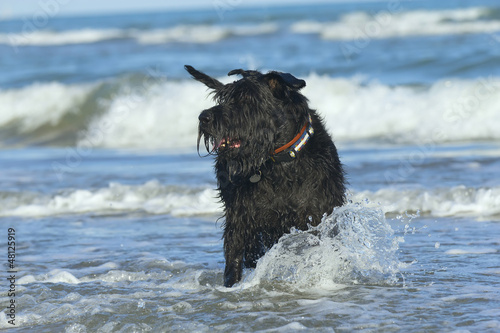 Photo: Big Black Schnauzer Dog standing in the ocean. Big Black Schnauzer Dog standing in the ocean.