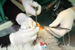 Veterinary surgery, vet operate  wounded dog leg